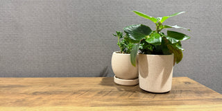A plant in an old candle vessel