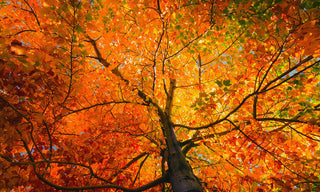 Hello Fall
