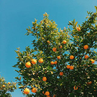 Honeyed Apricot
