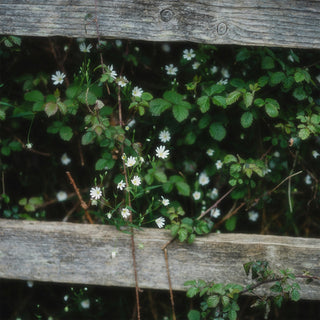 Raspberry Lane