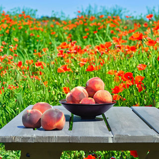 Peaches & Poppies Candle | 7 oz Classic Statement